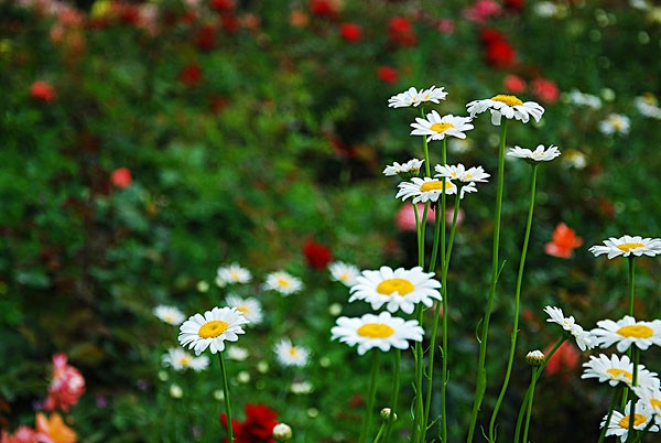 《散文》小小野菊花:文/范静红(陕西岐山)(图3)