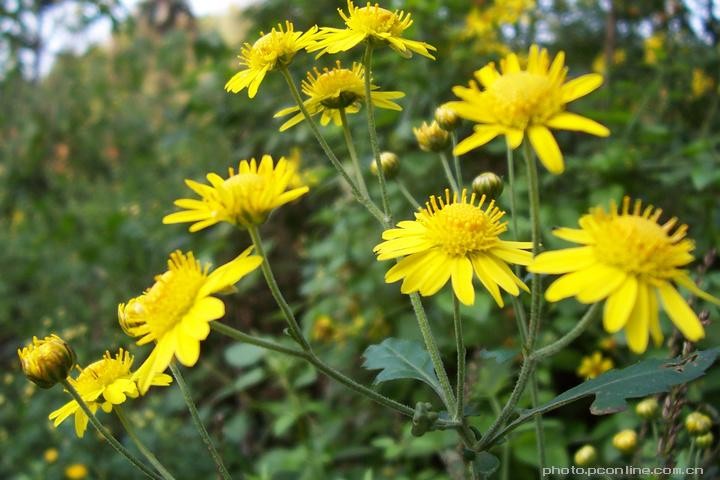 《散文》小小野菊花:文/范静红(陕西岐山)(图4)