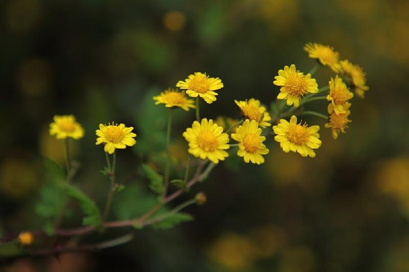 《散文》小小野菊花:文/范静红(陕西岐山)(图5)