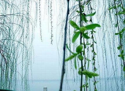 【新山东文学社】《七绝.诗情慰我度春秋（十二首）》作者/辉叔 主播/笑笑（图3）