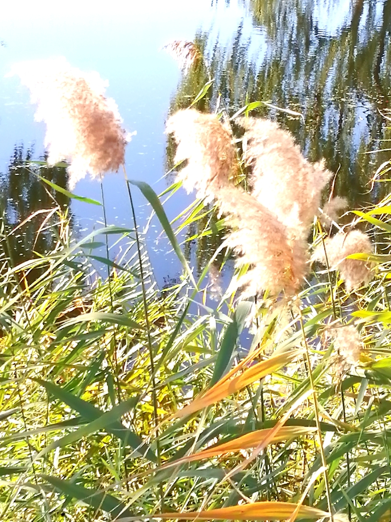 七律·秋芦(图3)
