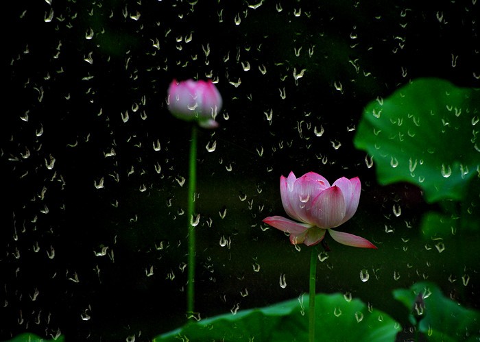 《原创》雨荷 是九月的一滴泪：文／李燕玲（甘肃兰州）（图5）