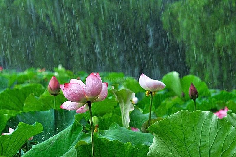 《原创》雨荷 是九月的一滴泪：文／李燕玲（甘肃兰州）（图6）