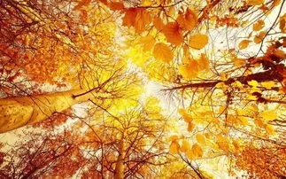 《叶知秋，情如酒》作者/庆福 主播/竹林隐士 编辑/胡琴（图3）