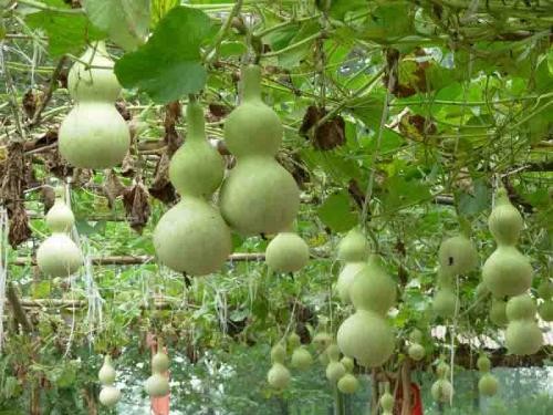 联机全球发布王铁忠精品作（图14）