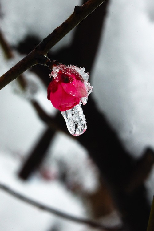 小雪儿寻梅 文/赵正霞（青海）京津沪头条（图2）