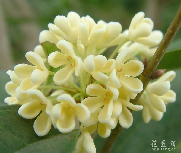 【潇湘文学社】潇湘问梅诗社《咏桂》(总207期)(图6)