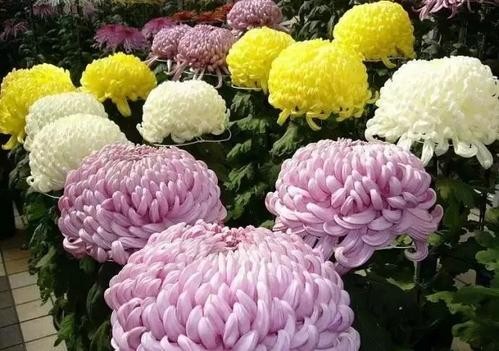 联机全球发布胡广勤精品诗歌——《观菊展有感》（图4）