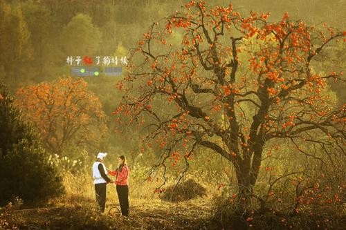 【经典】龙定安//翻香令•柿红时｛欣赏｝（图2）