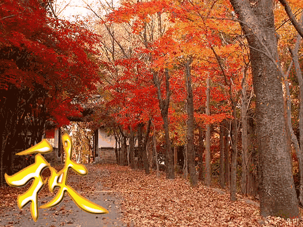 感恩你，秋天：作者石峰｜新疆总社｜海外头条（图3）