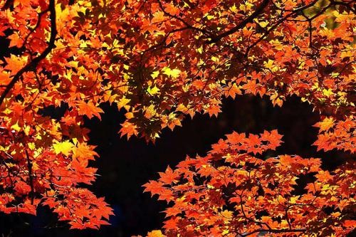 【潇湘文学社】潇湘陶菊诗社《枫》(总210期)(图15)