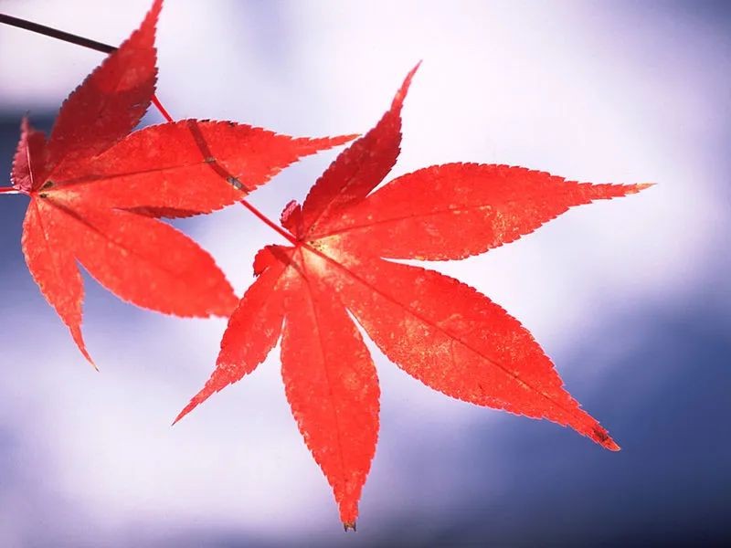 【潇湘文学社】潇湘陶菊诗社《枫》(总210期)(图17)