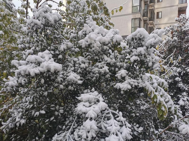 《节气》立冬初雪：文／赵翠萍，卫剑刚 ， 图片／张建超（陕西）（图11）