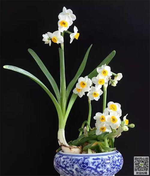 五言绝句(梅•兰•竹•菊)安静(图3)