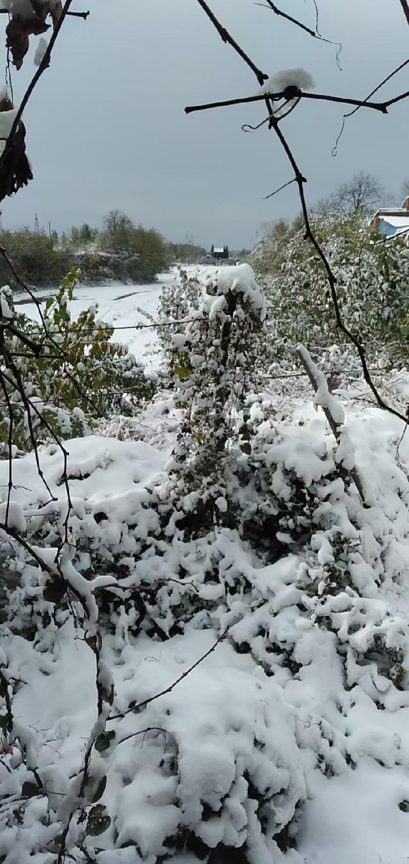 2021年立冬降了第一场雪(图3)
