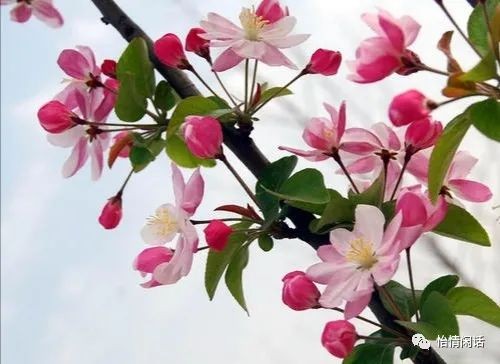 《抒情》海棠花的传说:文/马德武(陕西韩城)(图4)