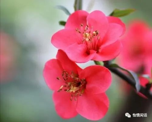 《抒情》海棠花的传说:文/马德武(陕西韩城)(图2)