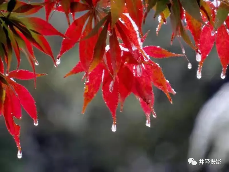 瑞 雪Ⅱ文/赵京江，图/井陉摄影（图14）