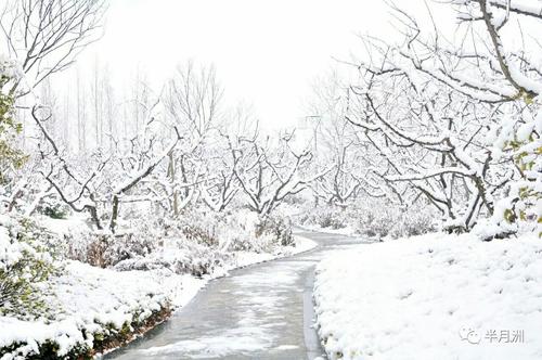 【新山东文学社】《家乡遇见初雪》作者/迎夏 主播/清风（图5）