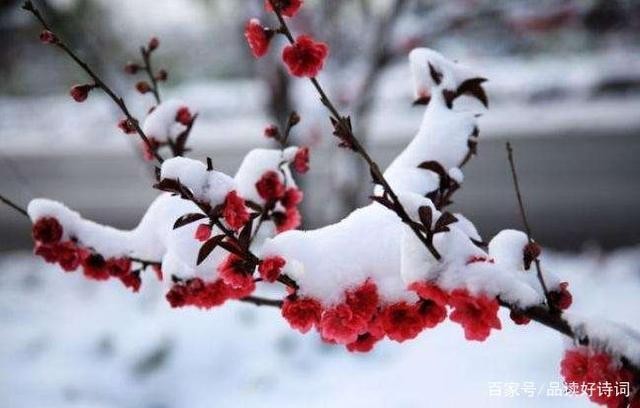 〔现代诗〕千古绝唱 雪和梅 作者 陈铠 黑龙江【冰心文化传媒】（图4）