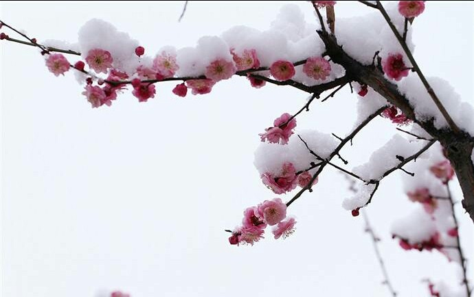〔现代诗〕千古绝唱 雪和梅 作者 陈铠 黑龙江【冰心文化传媒】（图6）