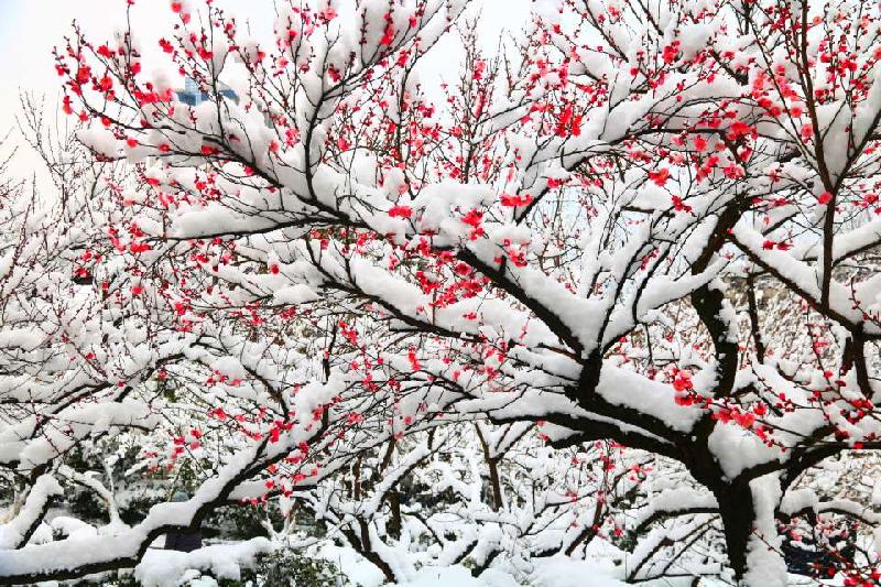 【我爱冬天的雪】作者/曹双莲 朗诵/崇淑珍（图4）