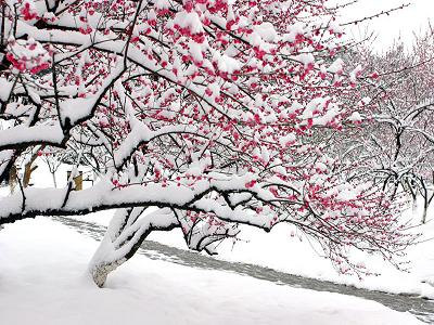 【我爱冬天的雪】作者/曹双莲 朗诵/崇淑珍（图5）