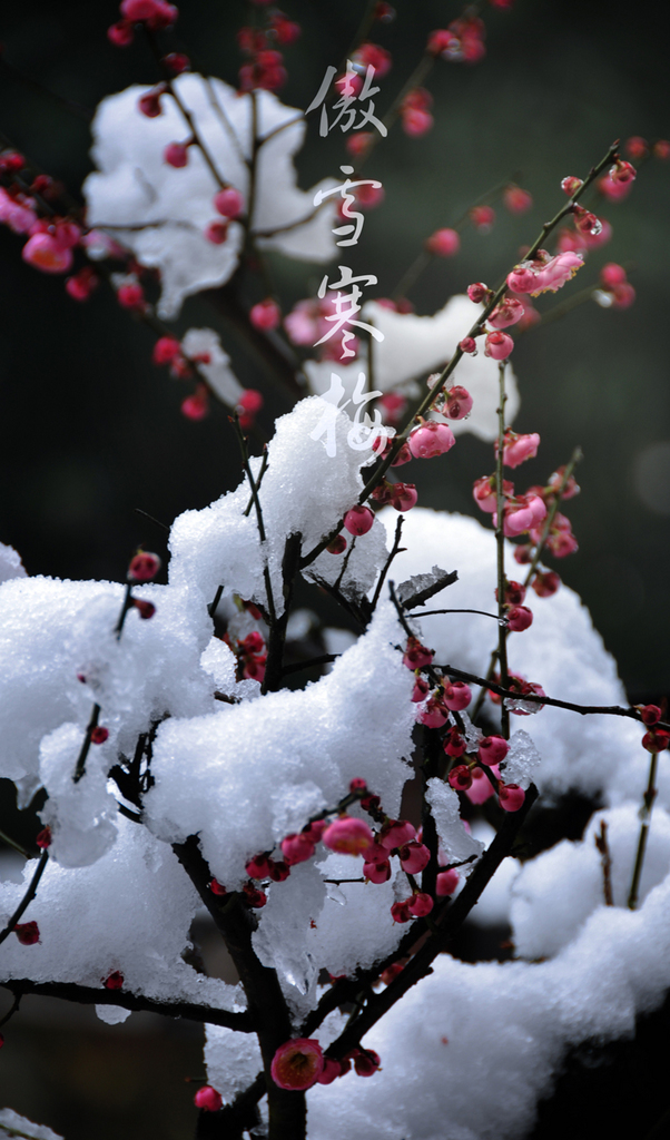 【我爱冬天的雪】作者/曹双莲 朗诵/崇淑珍（图2）