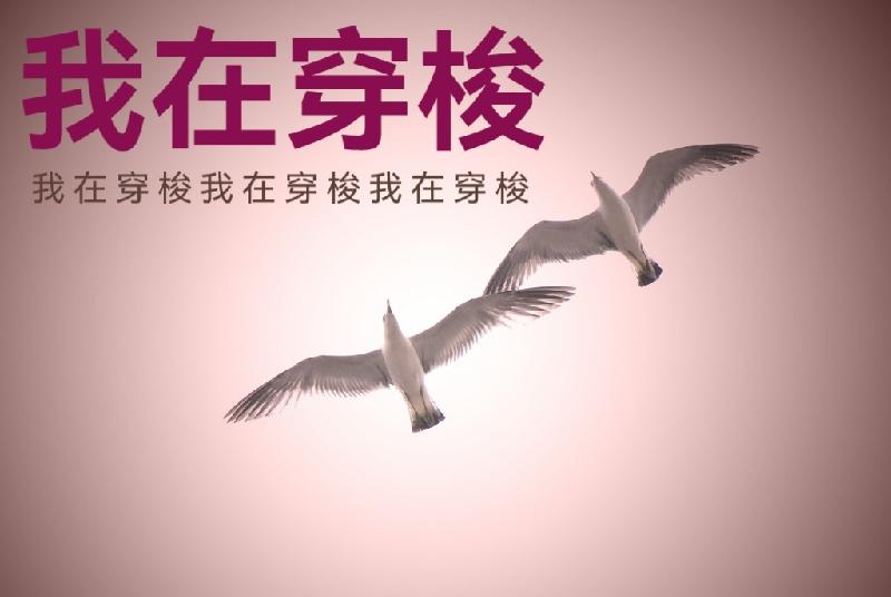 名家专刊 ll 穿梭ll文 婧暄 ll 诵 周扬（图5）