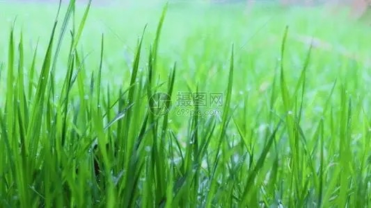 北美翰苑同题诗社ll（06）期＜现代诗歌合辑＞海外头条（图19）