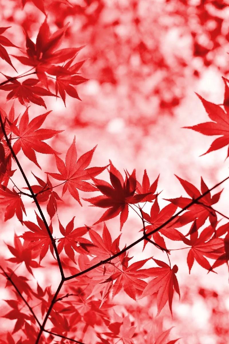 海内外现代诗人四人行：有声同题诗｜我想写首诗给你｜作者｜姚京平｜雪枫｜婉柔｜火凤凰｜海外头条（图9）