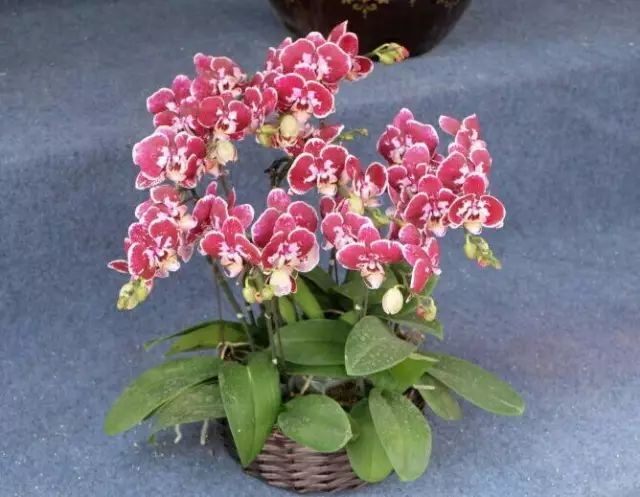 严峻诗歌《蝴蝶兰》欣赏，金牌主播贝文诵读，编辑：宋梅【中国长江文学社】有声文学平台第2883期（图9）