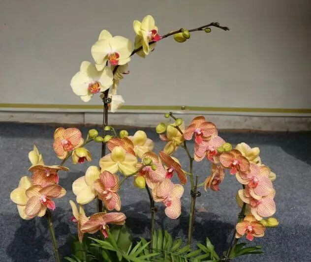 严峻诗歌《蝴蝶兰》欣赏，金牌主播贝文诵读，编辑：宋梅【中国长江文学社】有声文学平台第2883期（图6）