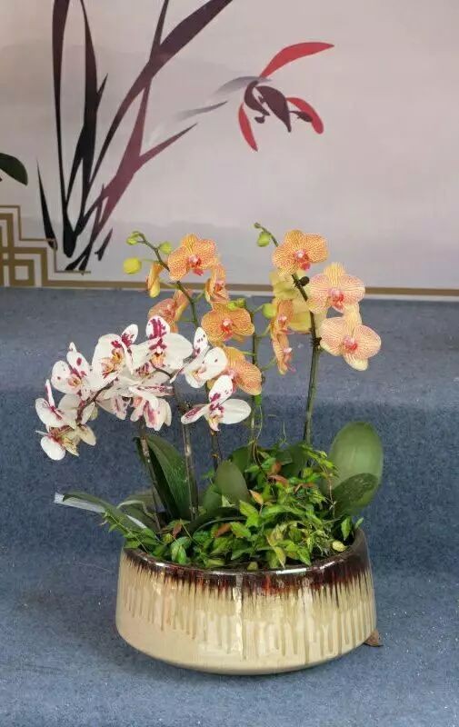 严峻诗歌《蝴蝶兰》欣赏，金牌主播贝文诵读，编辑：宋梅【中国长江文学社】有声文学平台第2883期（图10）