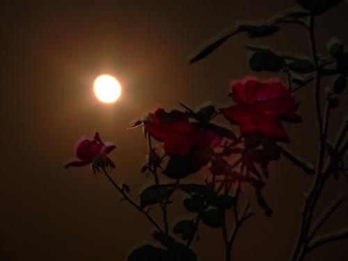 一剪梅·夜思(周邦彦)文/英华（图3）