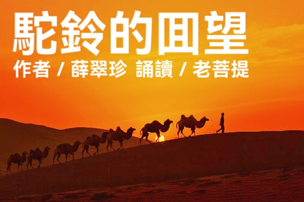 文/薛翠珍/驼铃的回望/诵/老菩提(图2)