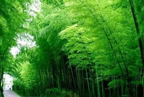 联机全球发布赵秀荣精品诗歌（图20）
