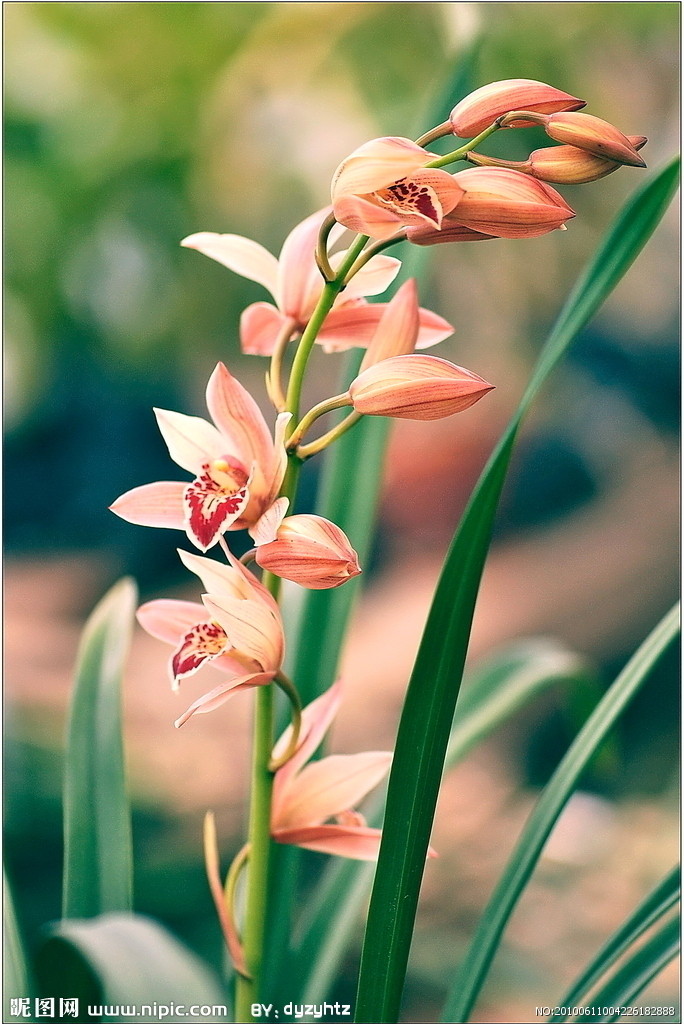 梅兰竹菊 文／泉水（图3）
