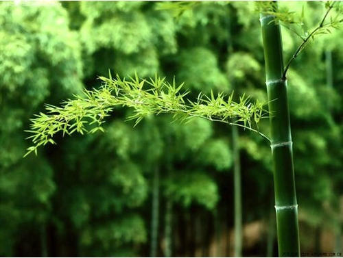 梅兰竹菊 文／泉水（图4）
