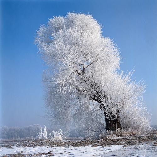 今日小雪孙彦考（图2）