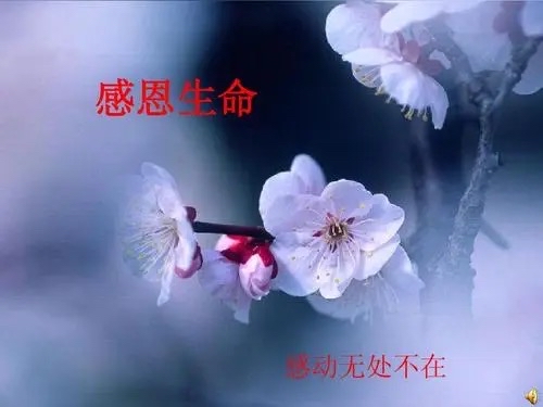 北美翰苑同题社｜周刊07期 ｜同题“感恩遐想”海外头条（图12）