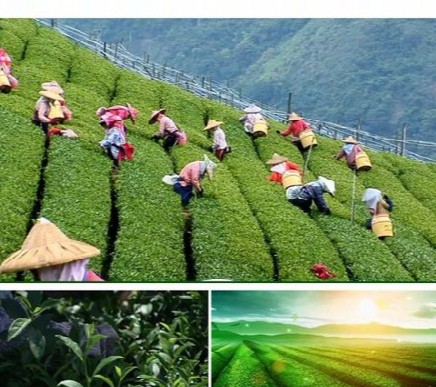 【经典推荐】曾培方//咏棉洋天柱山茶｛外四首｝（图2）