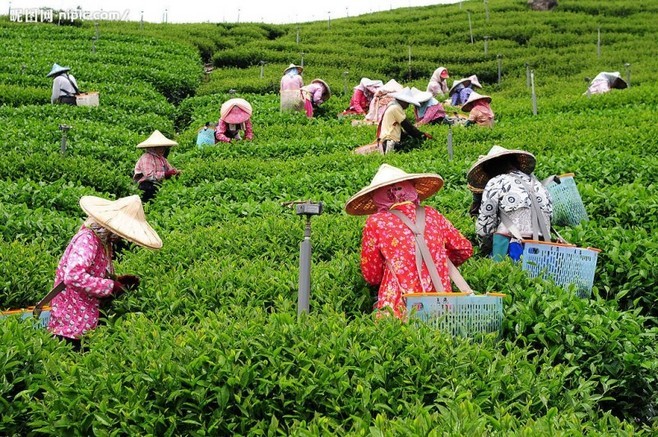 【经典推荐】曾培方//咏棉洋天柱山茶｛外四首｝（图5）