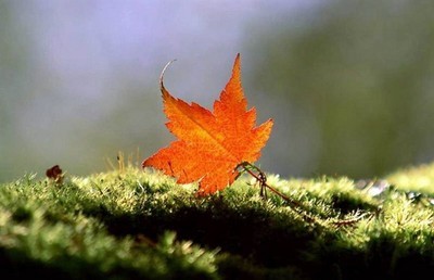 1628684909591045088.jpg src=http_%2F%2Fimg.lookmw.cn%2F170615%2F1497487661.jpg&refer=http_%2F%2Fimg.lookmw.jpg