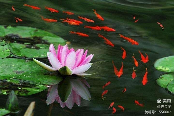 陈金茂〔美国〕诗歌组诗【冰心文化传媒】(图8)
