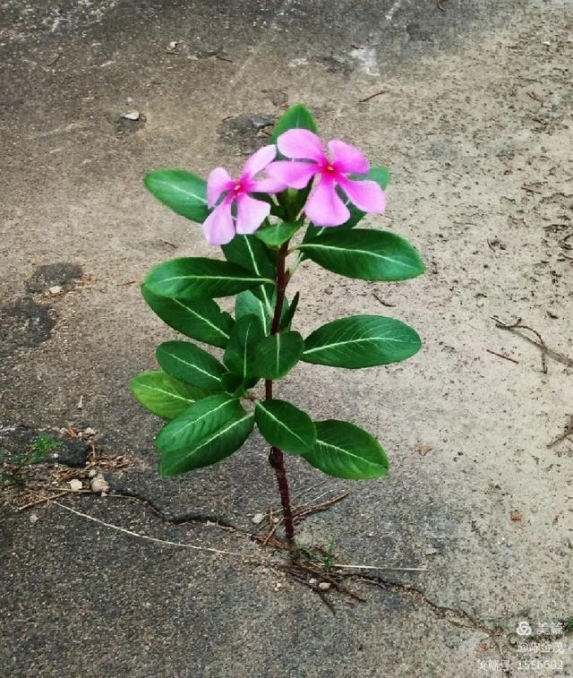 陈金茂〔美国〕诗歌组诗【冰心文化传媒】(图9)
