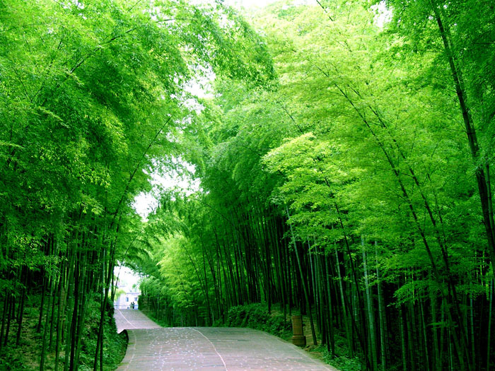 岁寒君子(之三)沁园春 峦竹 文/江冲(图11)