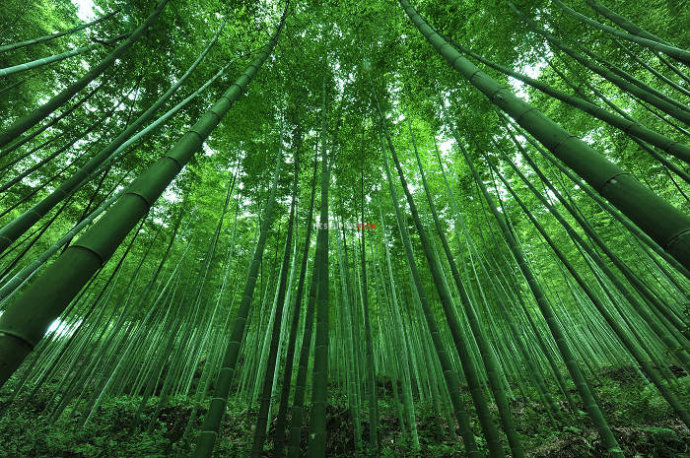岁寒君子(之三)沁园春 峦竹 文/江冲(图6)