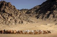 可可托海的牧羊人背后的故事：主播/冯淑文(青春)（图5）