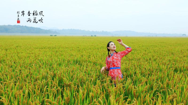 【枫雅汇看图约诗】第199期《万里秋风稻谷香》(图10)